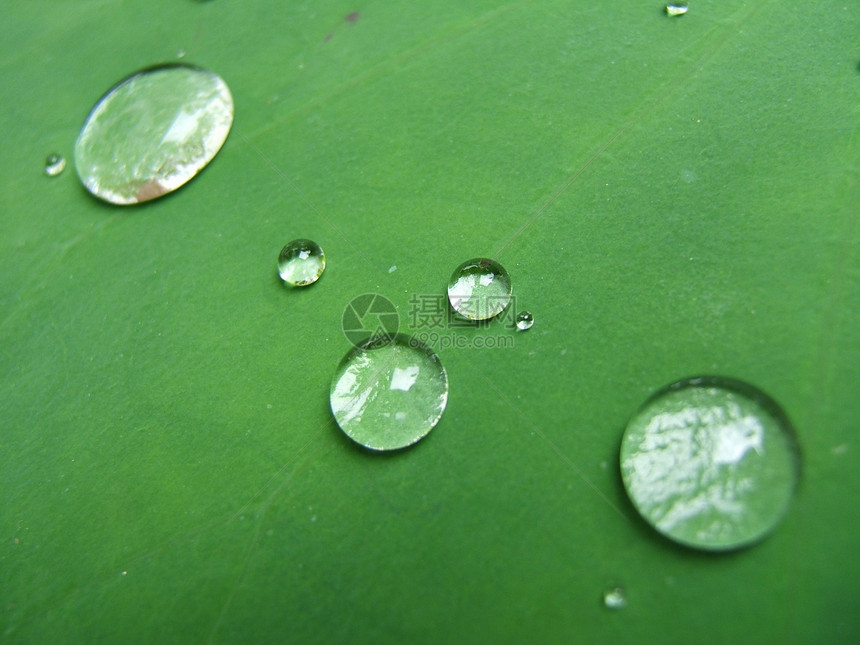 叶子上的雨滴宏观飞沫植物生活福利树叶花园绿色多叶水滴图片