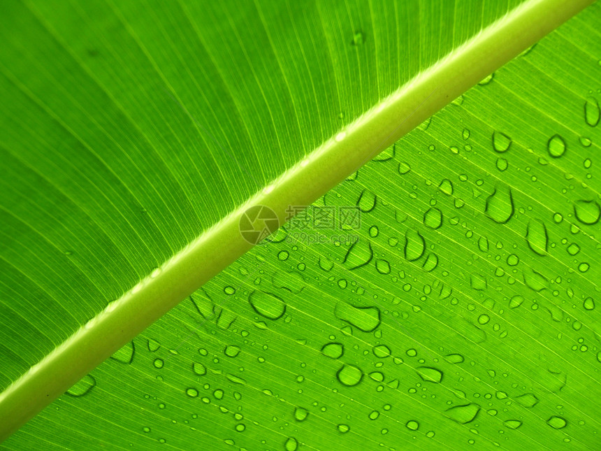 叶子上的雨滴绿色宏观生活飞沫树叶福利花园多叶健康植物图片
