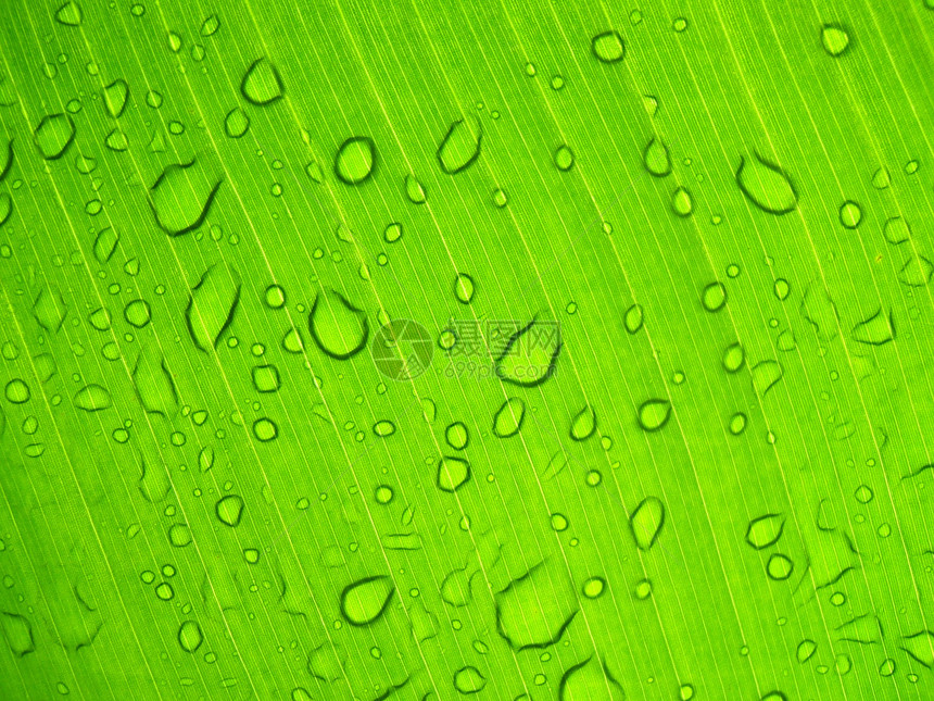叶子上的雨滴绿色多叶生活树叶飞沫健康宏观福利植物花园图片