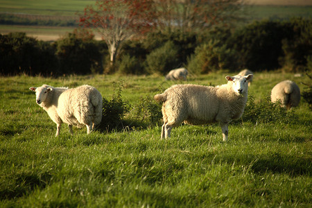 羊母羊农场动物哺乳动物绿色晴天背景图片