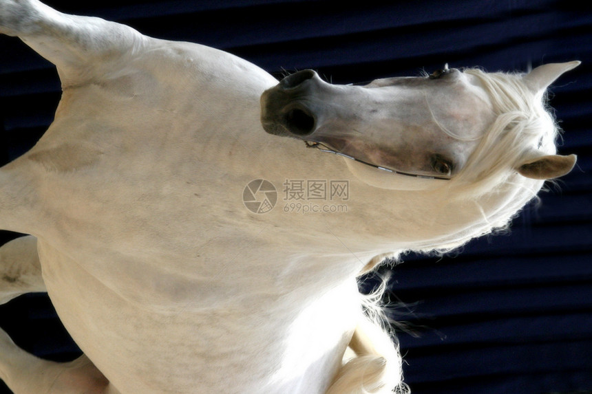 阿拉伯马秀马宠物哺乳动物动物马匹图片