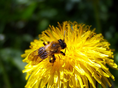 黄花圈蜜蜂背景图片