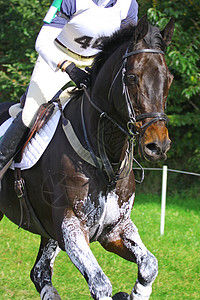 事件数量运动马匹竞赛动物马术哺乳动物跑步高清图片