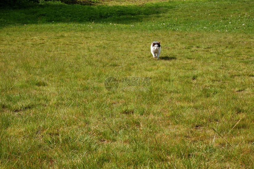 猫咪白色哺乳动物太阳阴影宠物眼睛黑色图片