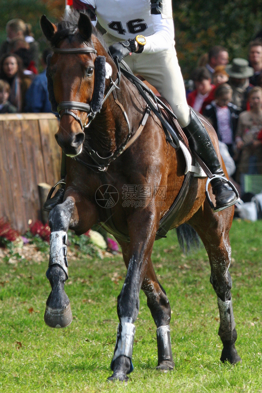 事件数量哺乳动物运动竞赛动物马匹马术图片