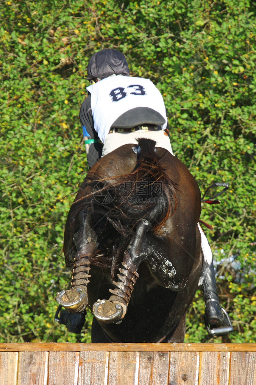 事件数量哺乳动物运动马术马匹竞赛动物图片