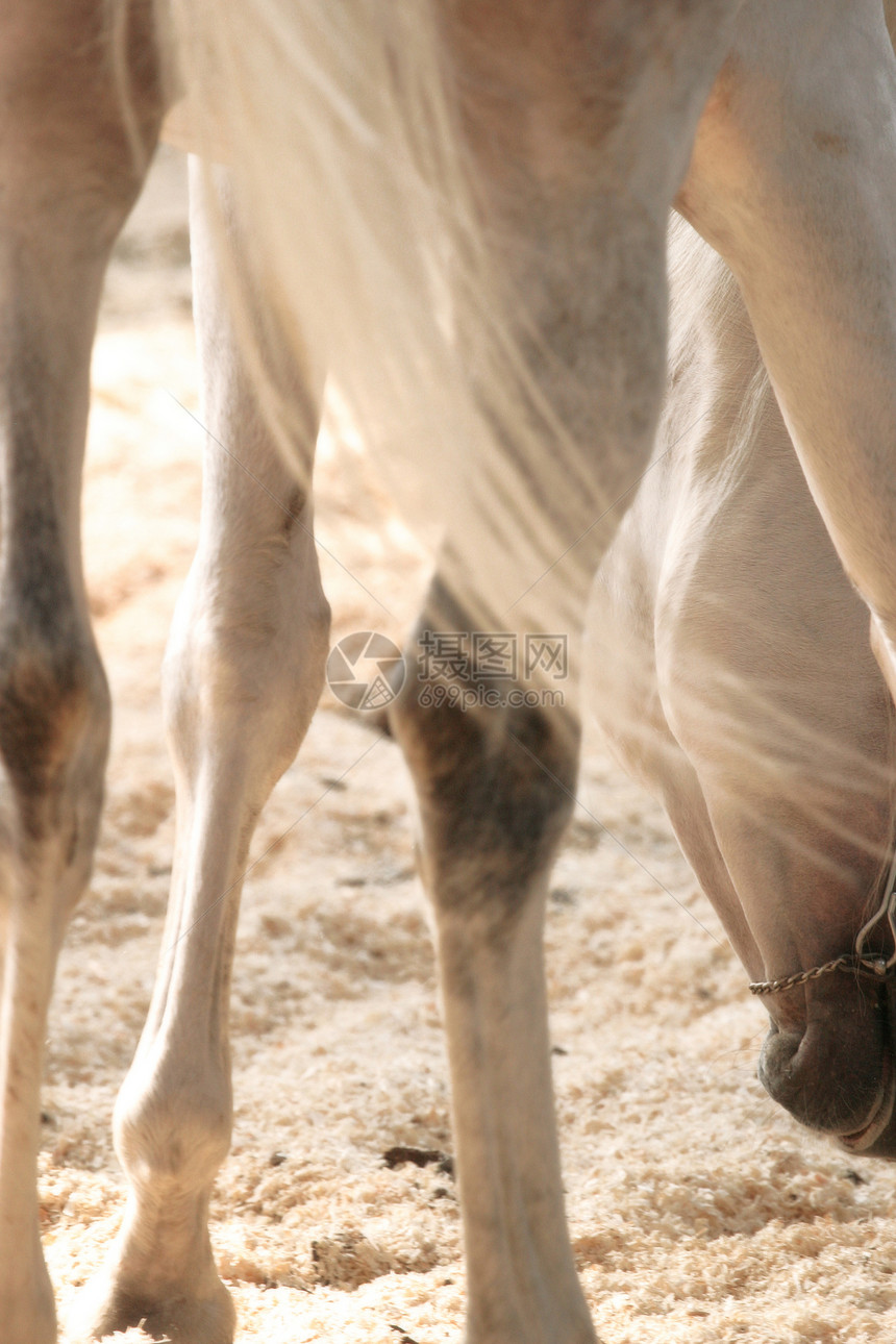 阿拉伯马匹动物宠物哺乳动物图片