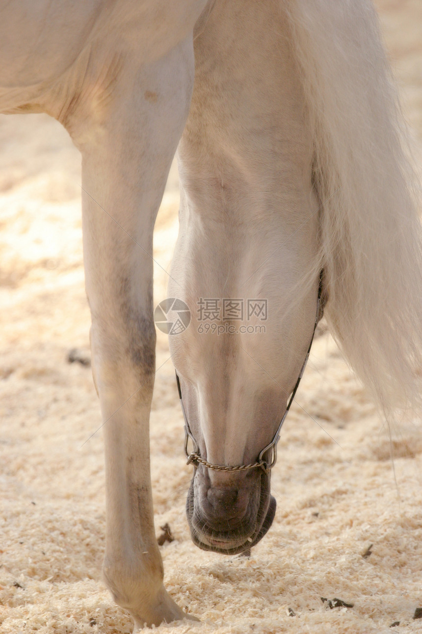阿拉伯马匹宠物哺乳动物动物图片