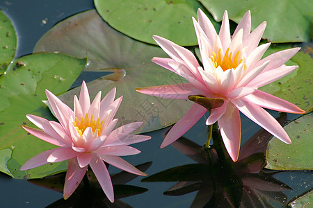 水里 Lilies叶子粉色百合金子黄色池塘荷花白色植物背景图片