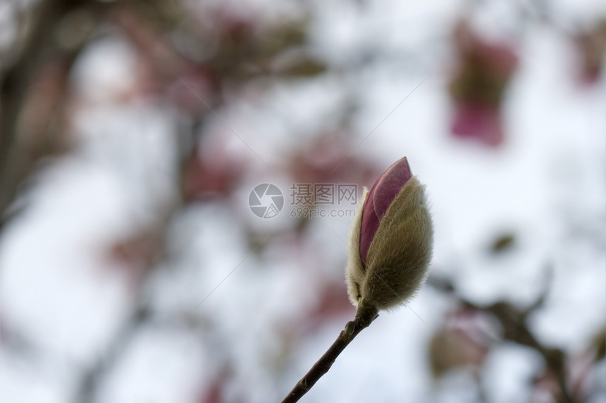 木兰花植物群花朵宏观香味白色粉色季节玉兰花瓣美丽图片