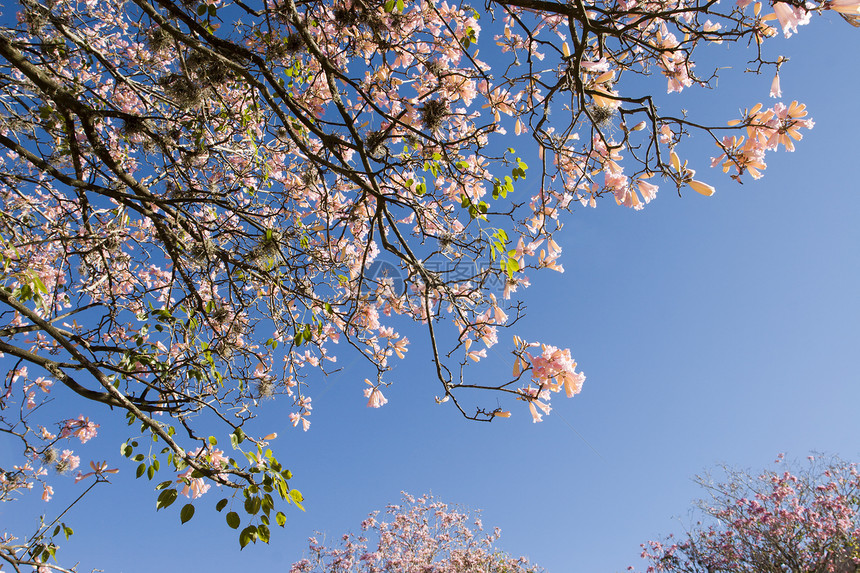 春花叶子花瓣蓝色植物天空白色公园宏观绿色花朵图片