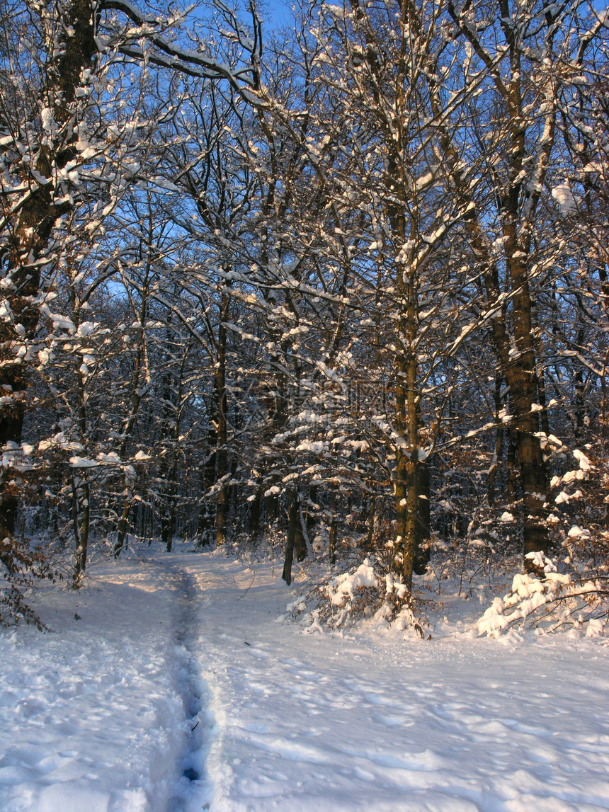 路径路徑神话旅行曲目场景游客小路季节森林雪景车道图片