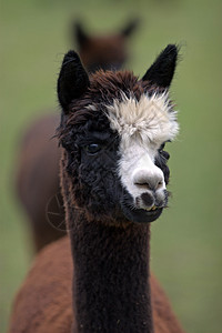 不随地吐痰阿尔帕亚斯白色微笑骆驼农业农场羊驼牧场动物动物园羊毛背景
