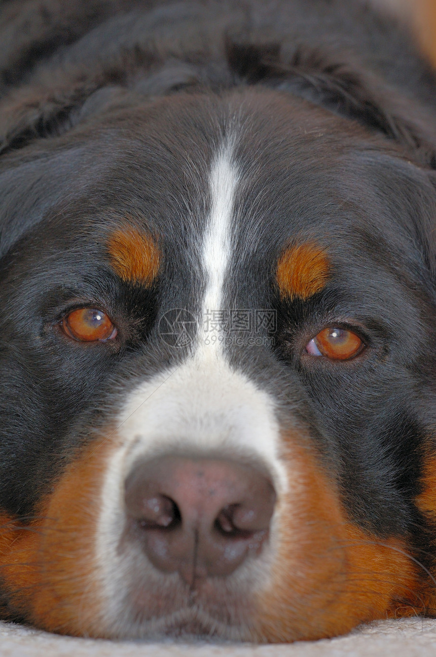 无聊狗狗黑色动物宠物地毯哺乳动物食肉眼睛鼻子狼疮棕色图片