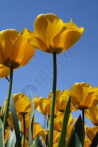 黄色郁金香植物学天空蓝天植物蓝色花朵花园背景图片