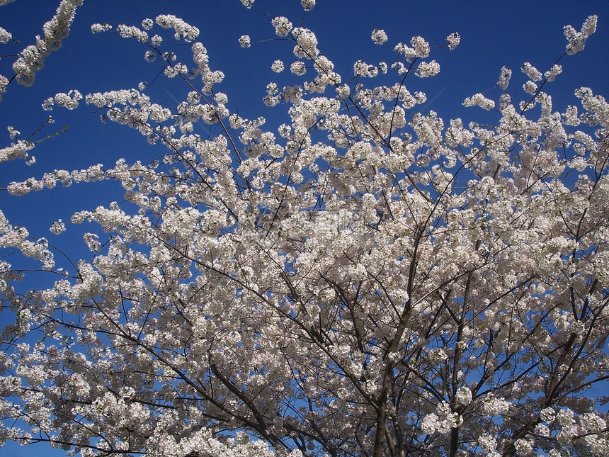 花朵中的樱花蓝色白色粉色直流电节日图片