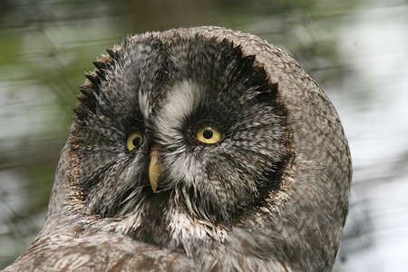 大灰猫头鹰或拉普兰猫头鹰荒野羽毛眼睛野生动物动物黑色灰色背景