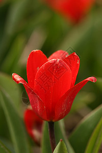 红郁金红色郁金香植物学背景图片