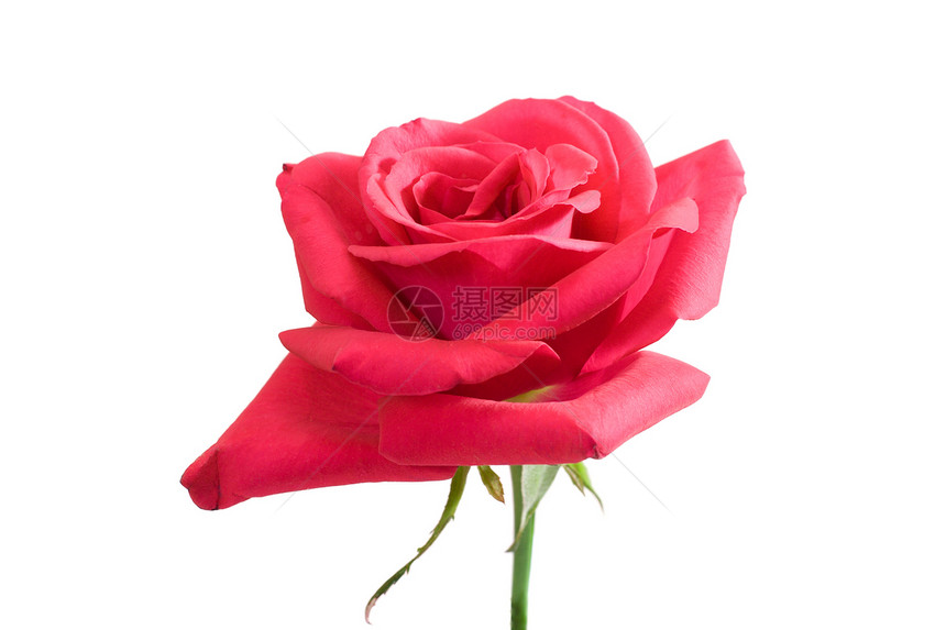 粉红玫瑰 带干图片