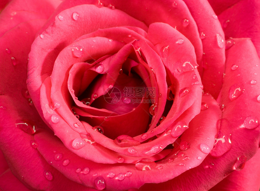 含玫瑰水滴展示宏观红色花瓣飞沫礼物露水浪漫图片
