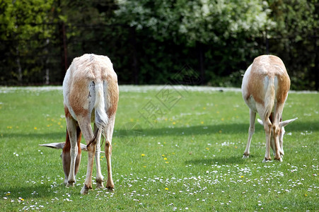 两只羚羊喇叭动物哺乳动物臀部森林背景图片