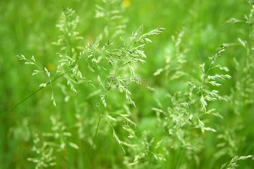 青绿草季节草原农村气候环境环境保护草地晴天区系场地图片