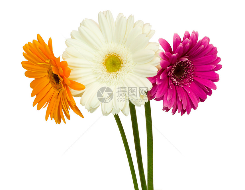 3个Gerberas红色脆弱性植物白色绿色花瓣粉色花束图片