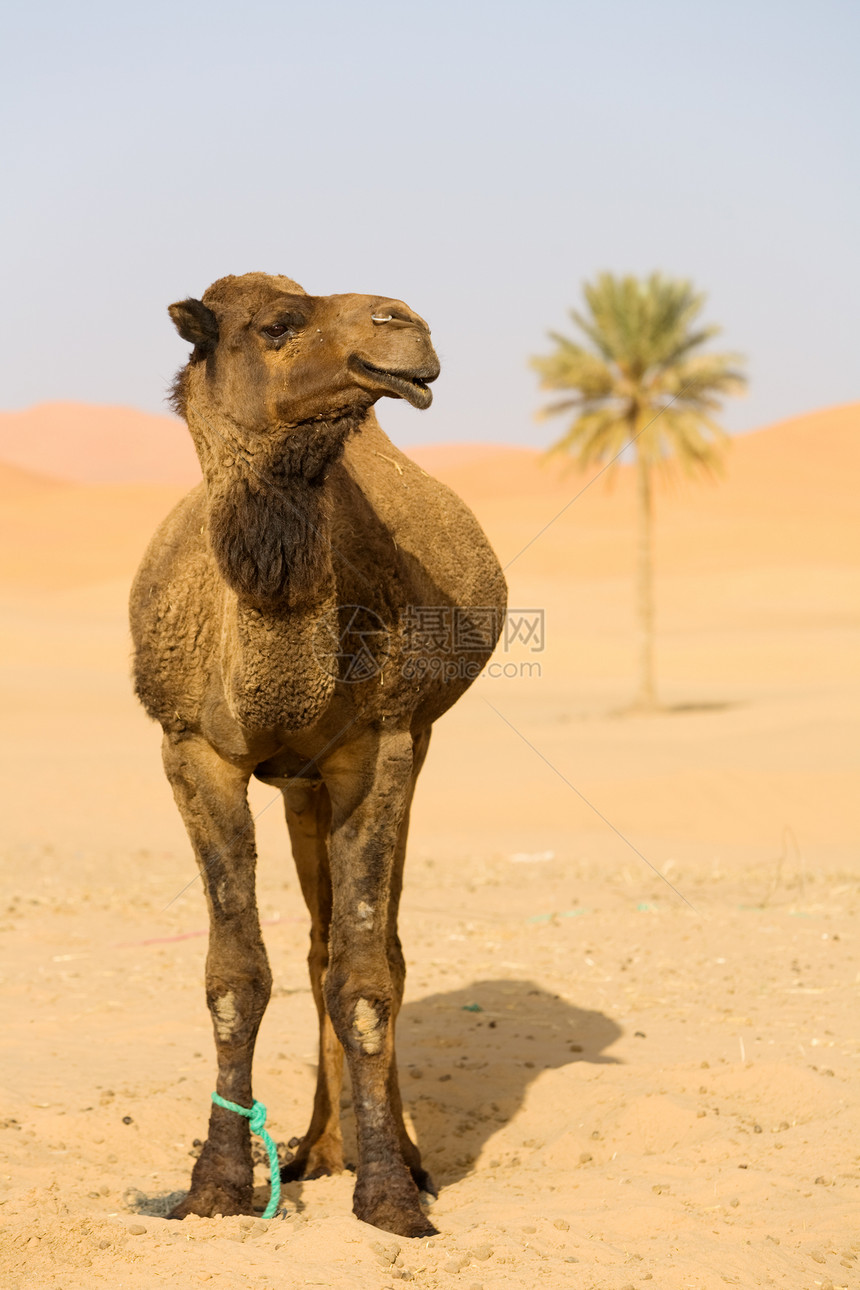 撒哈拉的骆驼沙漠旅行哺乳动物旅游动物运输气候棕榈荒野单峰图片