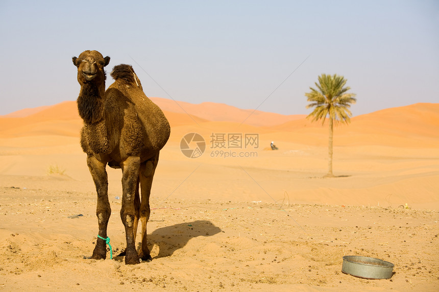 撒哈拉的骆驼哺乳动物沙漠沙丘荒野气候棕榈旅游运输单峰动物图片