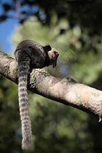 Tamarins( 垂直)背景图片