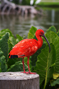 斯嘉丽一双池塘保护区叶子树桩红色对比度野生动物衬套热带雨林环境保护背景图片