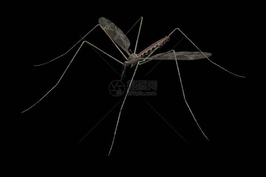 蚊虫疟疾黄热病宏观昆虫图片