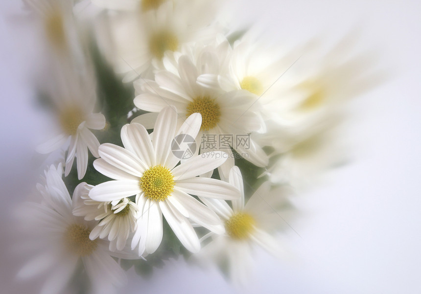 白花植物花瓣植物学温泉白色植物群菊花清洁美丽压痛图片