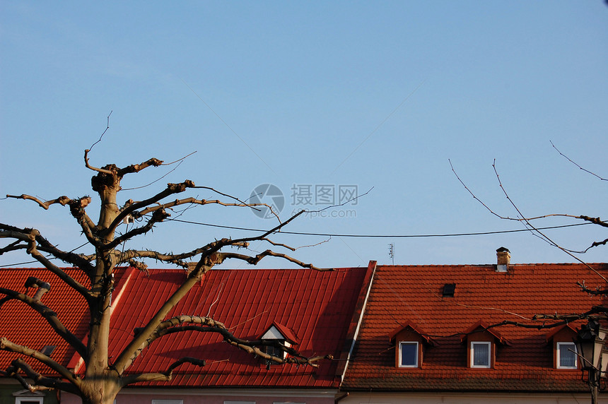 红屋顶和一棵树图片