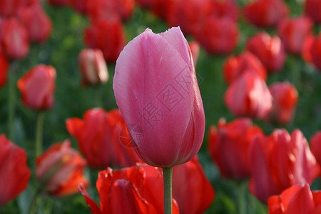 粉红花和红花背景图片