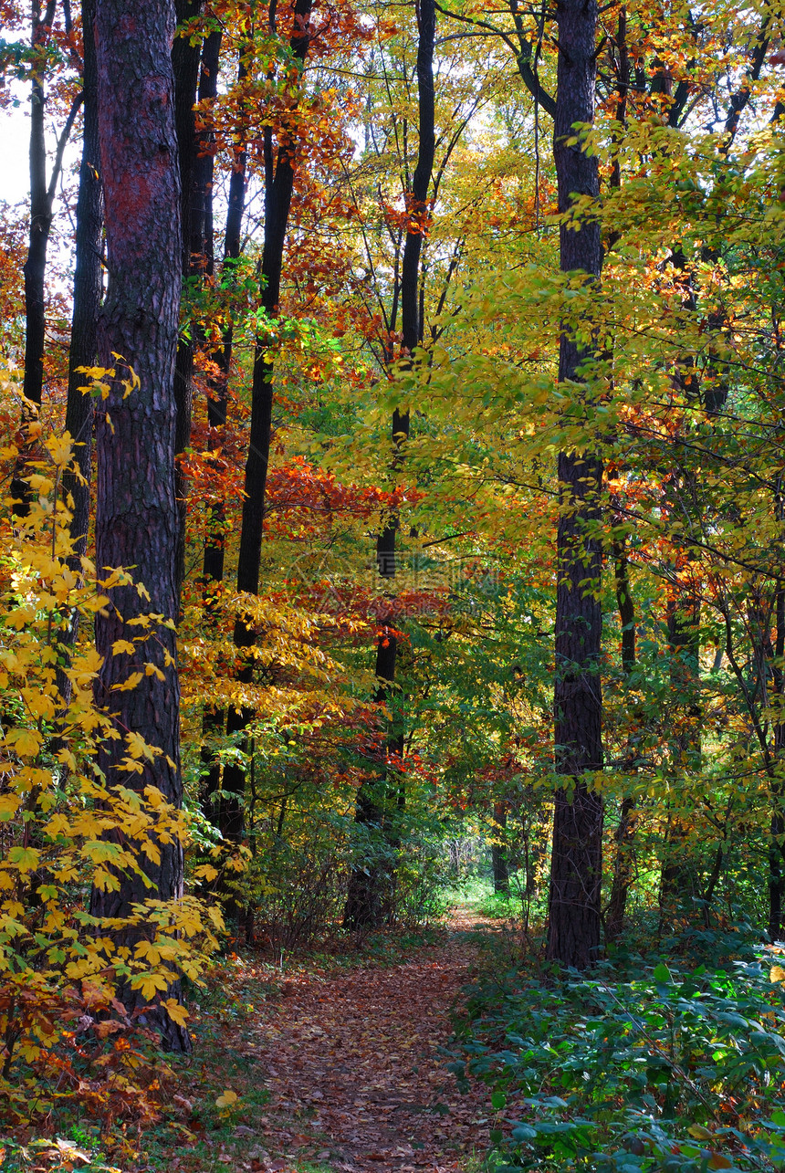 秋季森林公园树木季节性图片