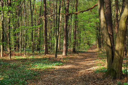 森林树木小路花朵公园绿色背景图片