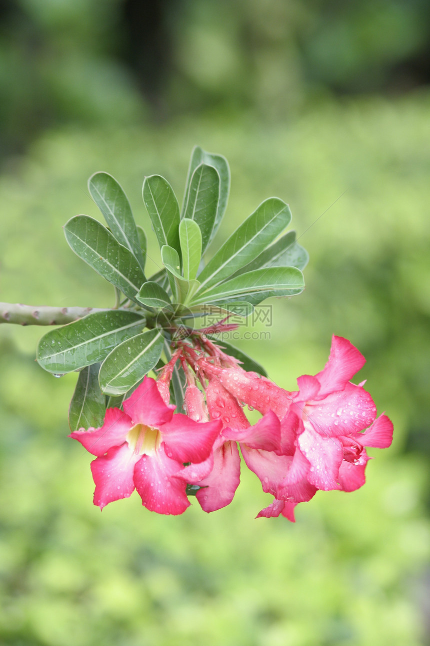 粉色花花植物群树叶花园植被生长院子风景园艺植物学照片图片
