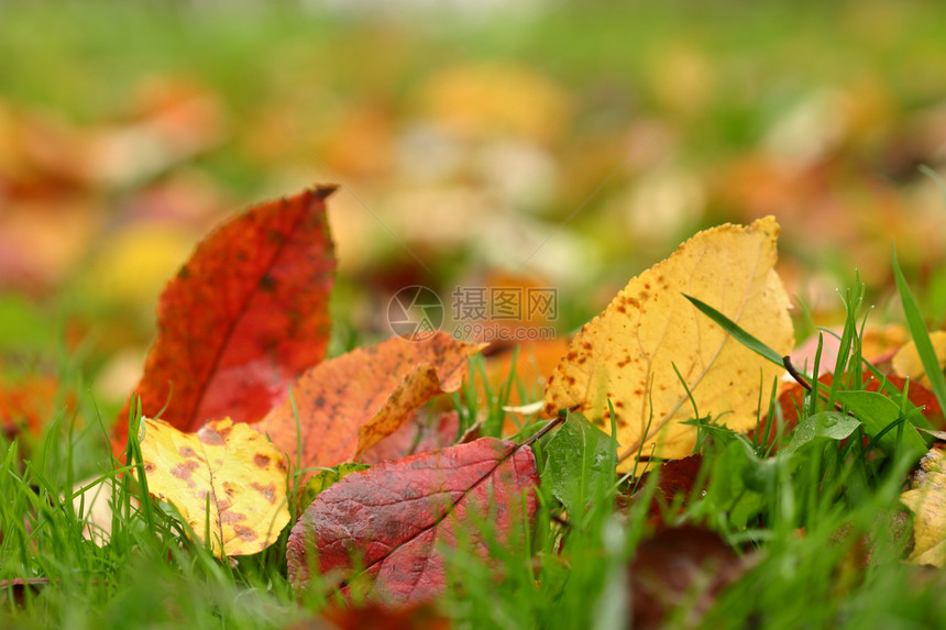 秋季假期地球花园装饰画报场景森林风格宏观树叶感恩图片