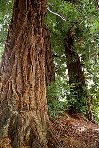 红木针叶树国家树木树干公园木头山脉树林高清图片
