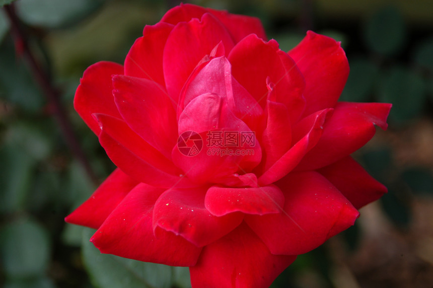 红玫瑰绿色植物群花瓣植物花园红色图片