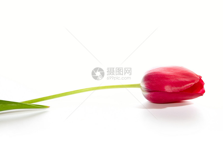 Tullip 郁金紫色郁金香区系植物叶子宏观红色粉色花瓣生长图片