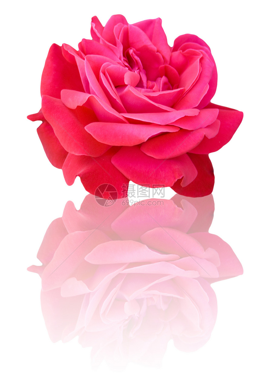 美丽的玫瑰花反射植物叶子紫色赏金礼物栽培花瓣白色粉色图片