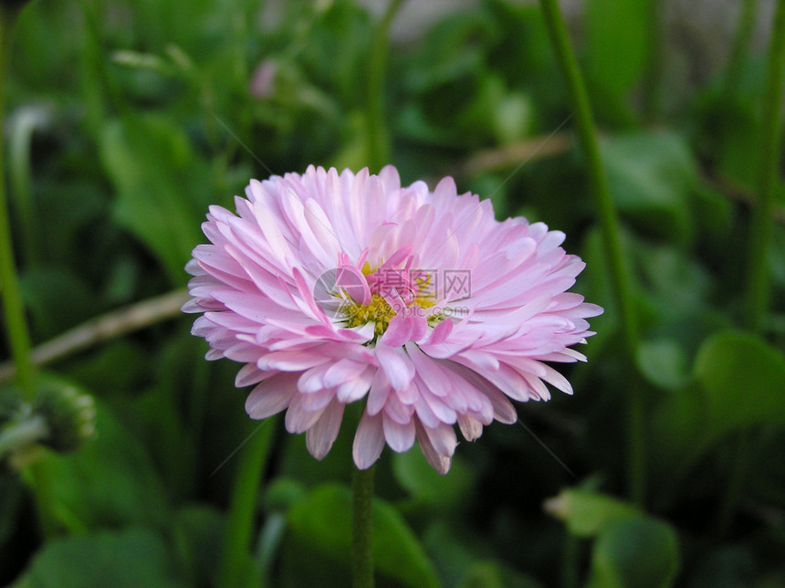 小粉红菊花图片