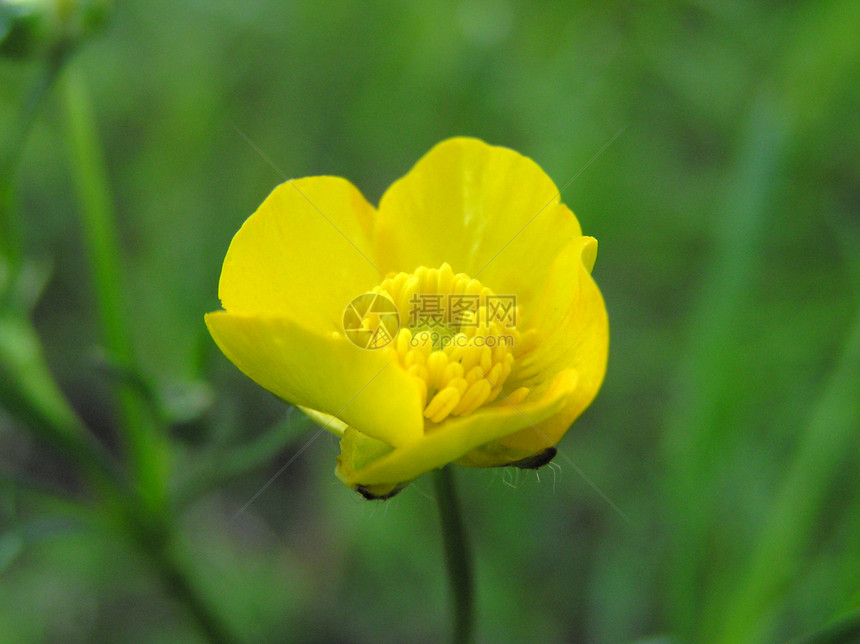 小黄花投标植物太阳森林生活宏观绿色花瓣晴天图片