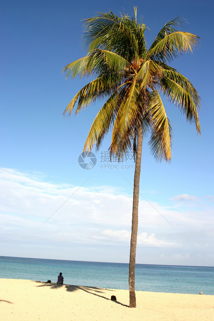 古巴海滩上的棕榈图片