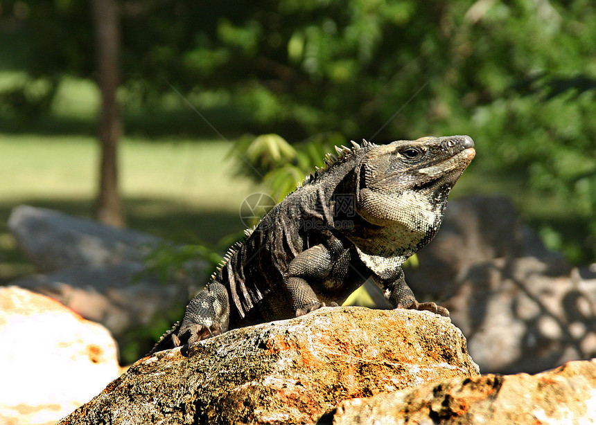 墨西哥的Iguana图片