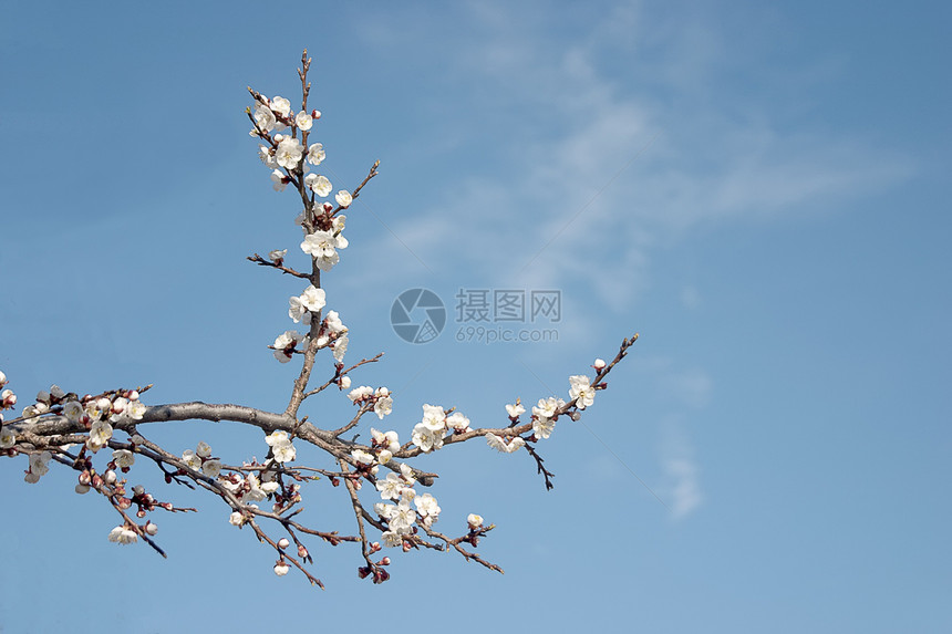 分处花瓣绘画曲线植物花园植物群口音地面宏观蓝色图片