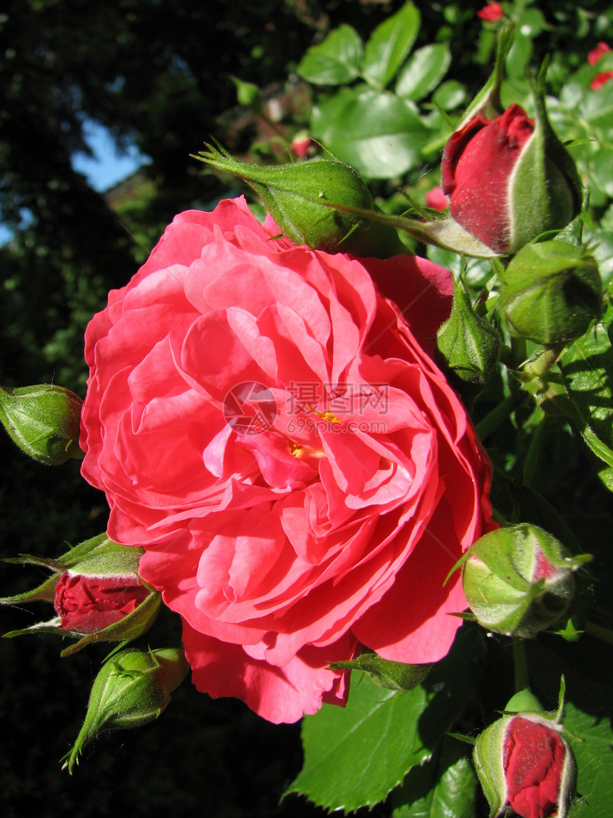 玫瑰植物红色花园图片