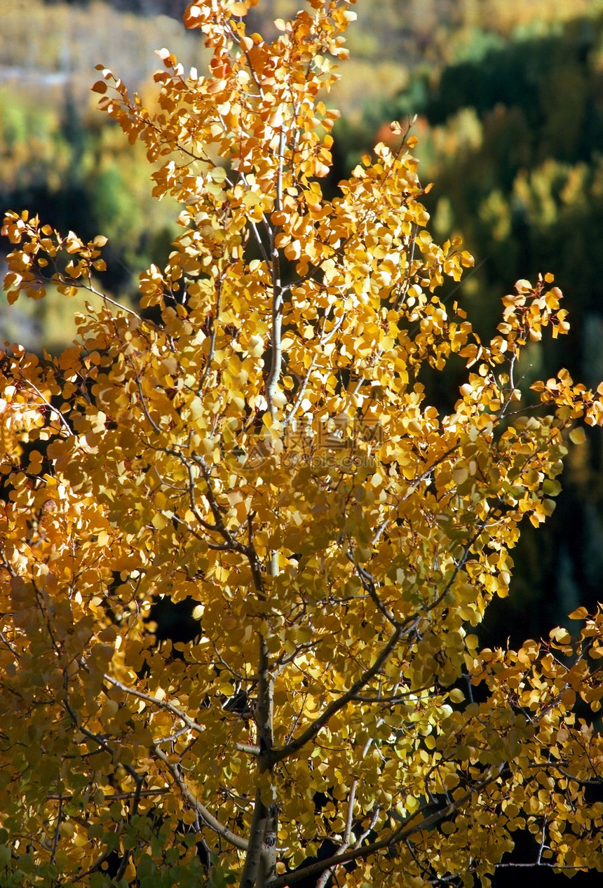 秋季颜色季节树叶图片
